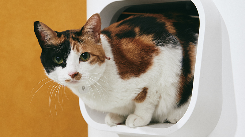 得価最安値LavvieBot S 自動猫トイレ 自動洗浄猫トイレ トイレ用品