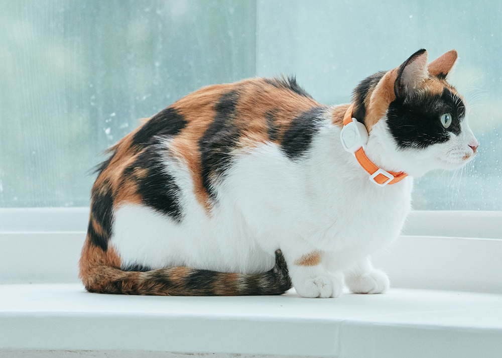 LavvieTAG Smart Cat Health Tracker (Bundle für LavvieBot S) - Zum Vergrößern klicken